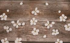Spring >> OUT OF STOCK